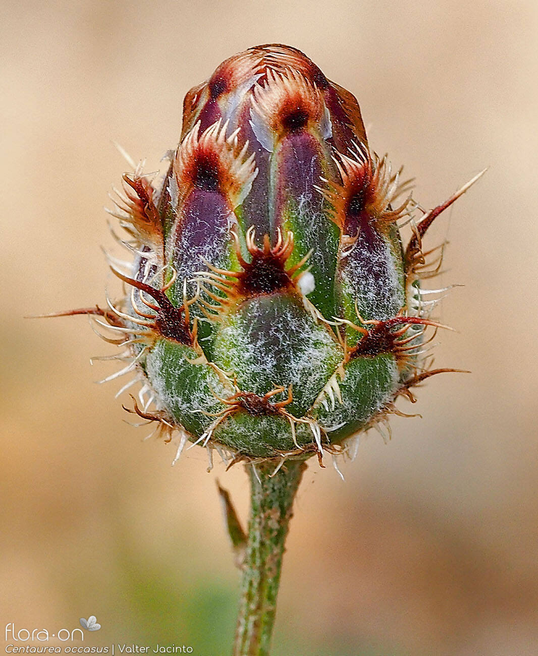 Centaurea occasus - Bráctea | Valter Jacinto; CC BY-NC 4.0