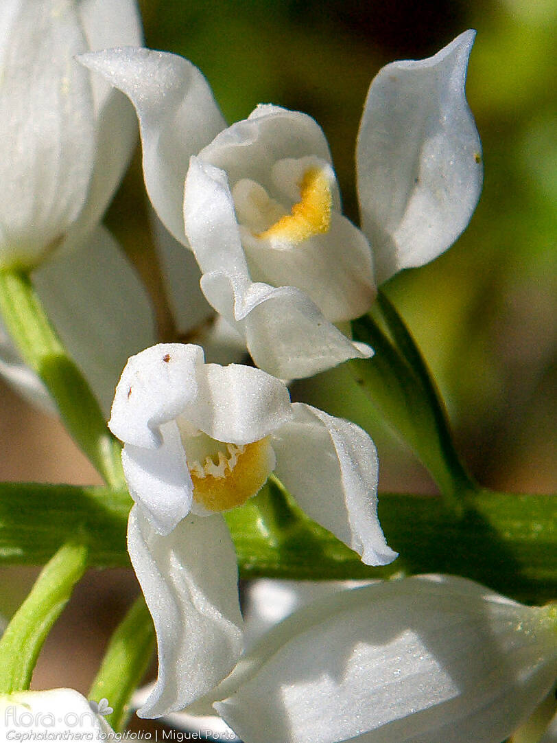 Cephalanthera longifolia - Flor (close-up) | Miguel Porto; CC BY-NC 4.0