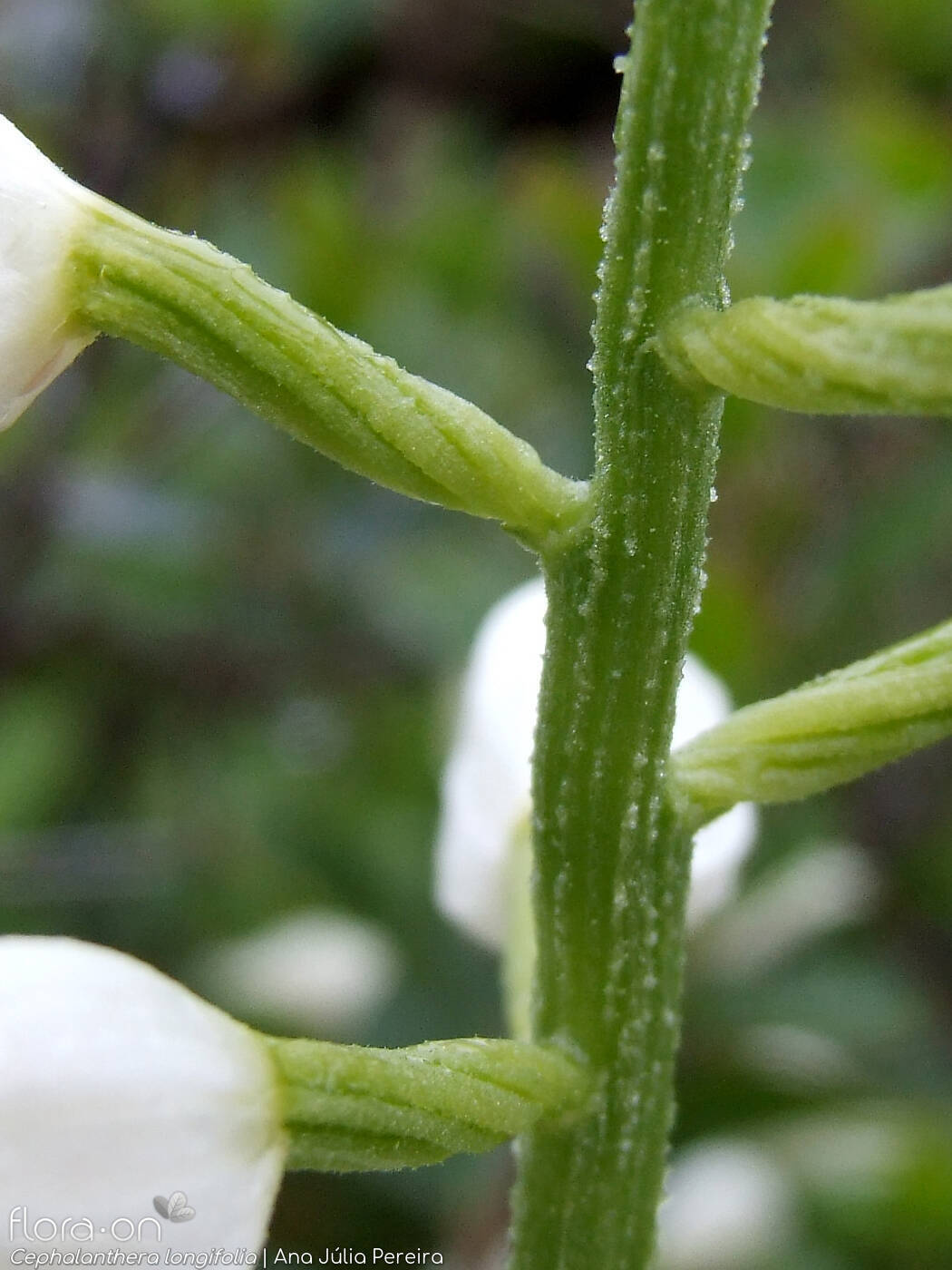 Cephalanthera longifolia - Flor (close-up) | Ana Júlia Pereira; CC BY-NC 4.0
