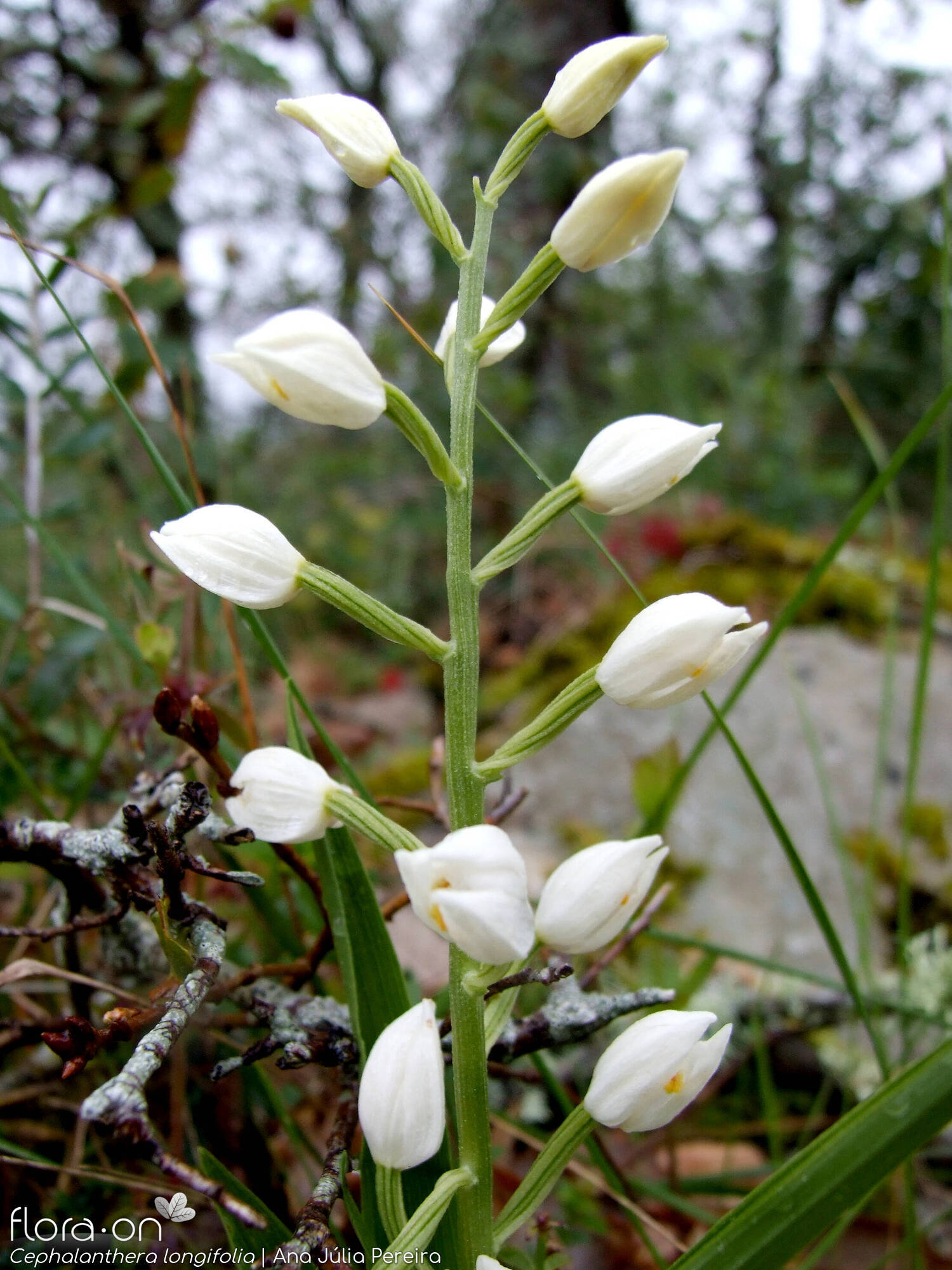Cephalanthera longifolia - Flor (geral) | Ana Júlia Pereira; CC BY-NC 4.0