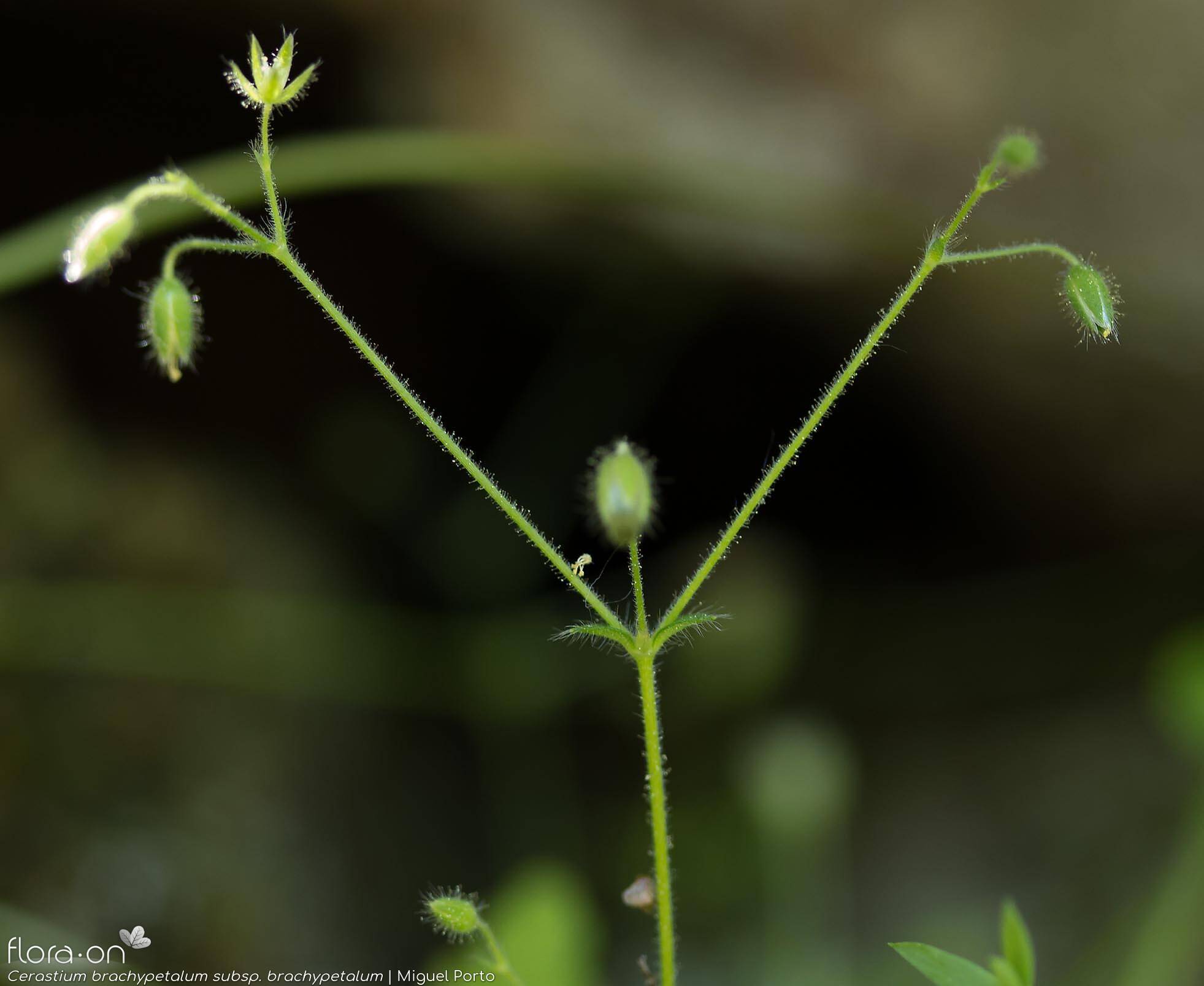 Cerastium brachypetalum brachypetalum - Flor (geral) | Miguel Porto; CC BY-NC 4.0