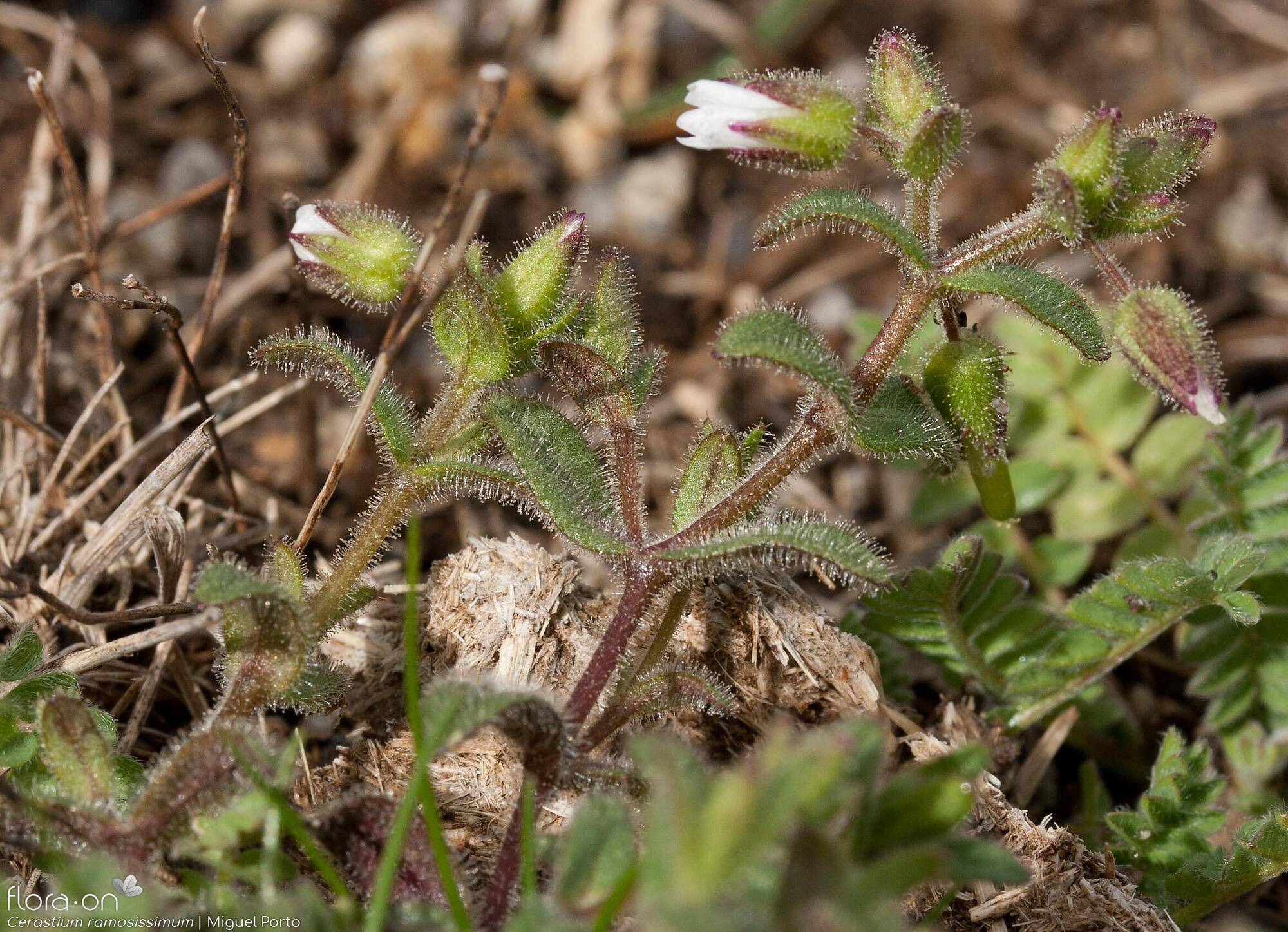 Cerastium ramosissimum - Flor (geral) | Miguel Porto; CC BY-NC 4.0