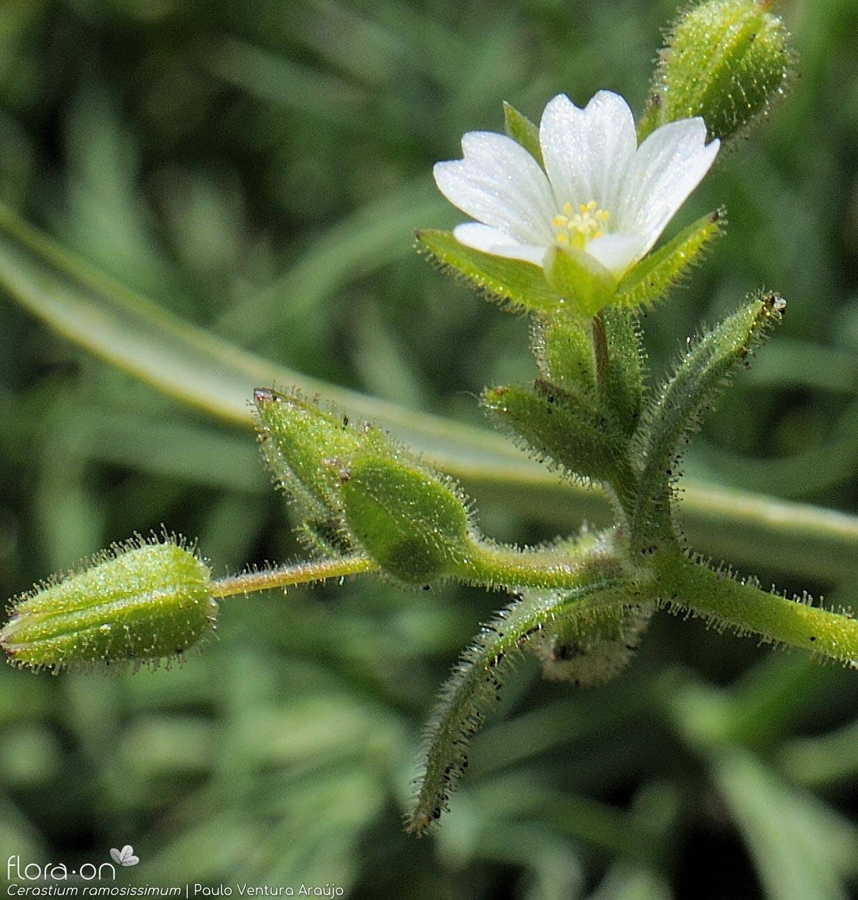 Cerastium ramosissimum - Flor (close-up) | Paulo Ventura Araújo; CC BY-NC 4.0