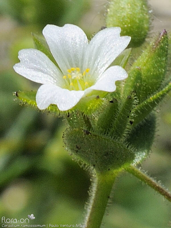 Cerastium ramosissimum - Flor (close-up) | Paulo Ventura Araújo; CC BY-NC 4.0