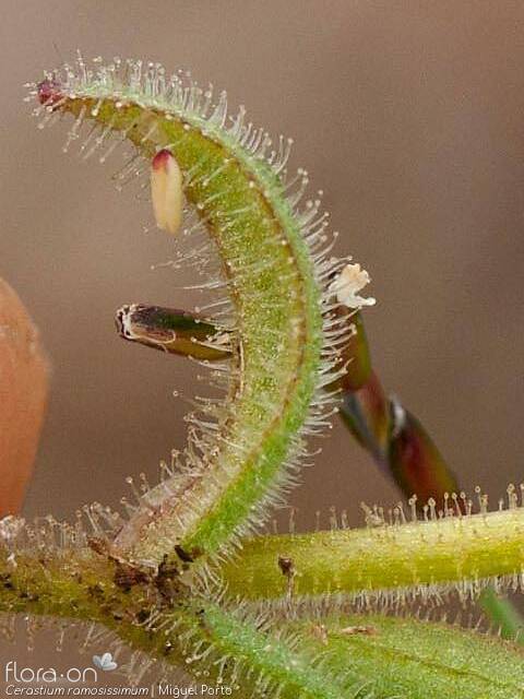 Cerastium ramosissimum - Folha | Miguel Porto; CC BY-NC 4.0