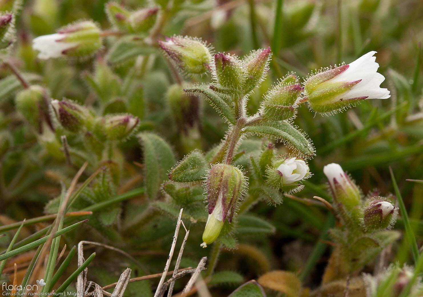 Cerastium ramosissimum - Flor (geral) | Miguel Porto; CC BY-NC 4.0