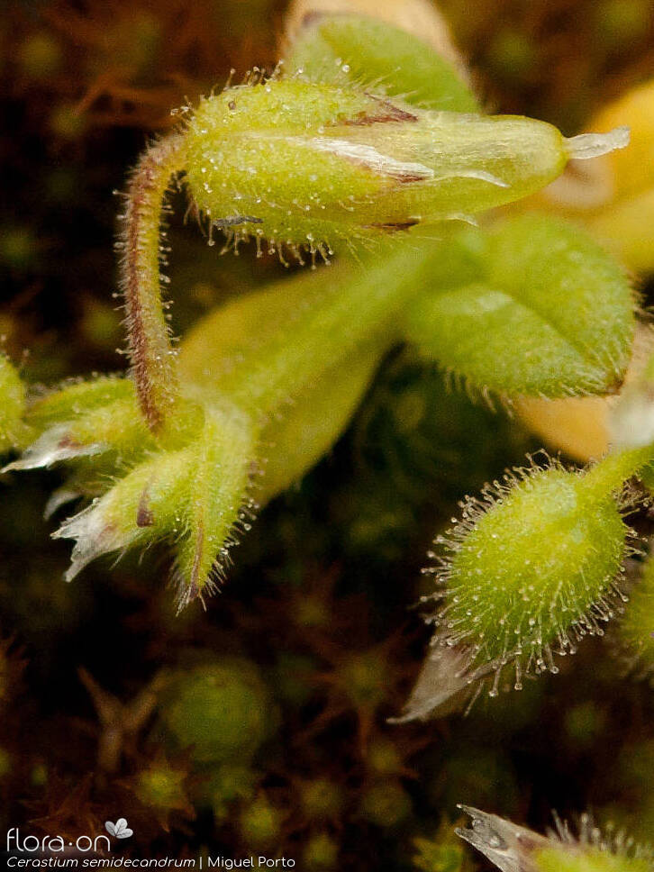 Cerastium semidecandrum - Fruto | Miguel Porto; CC BY-NC 4.0