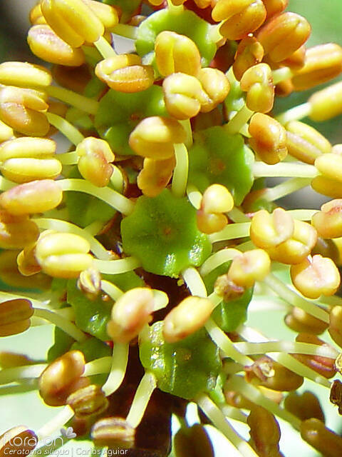 Ceratonia siliqua - Flor (close-up) | Carlos Aguiar; CC BY-NC 4.0