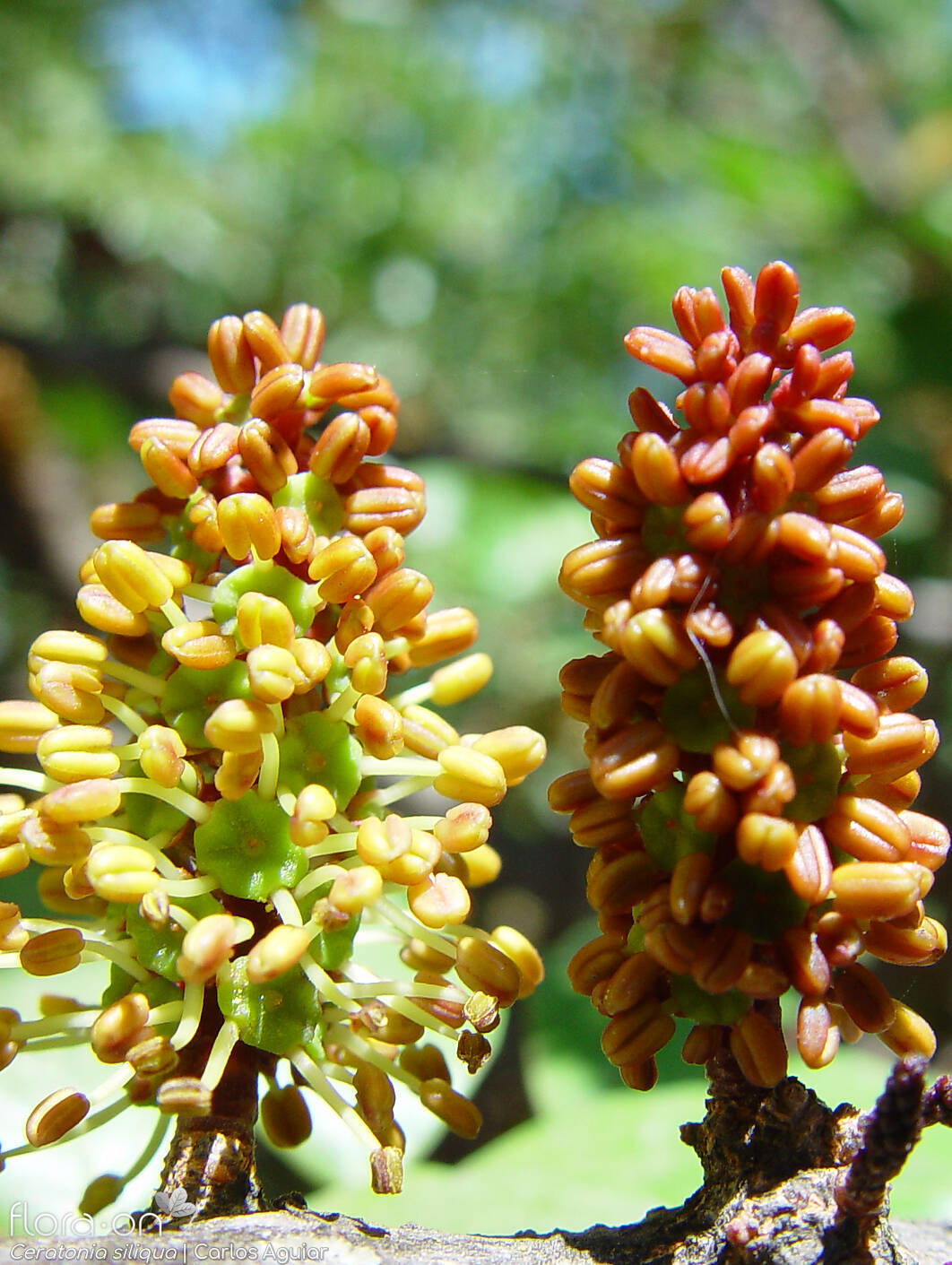Ceratonia siliqua - Flor (close-up) | Carlos Aguiar; CC BY-NC 4.0