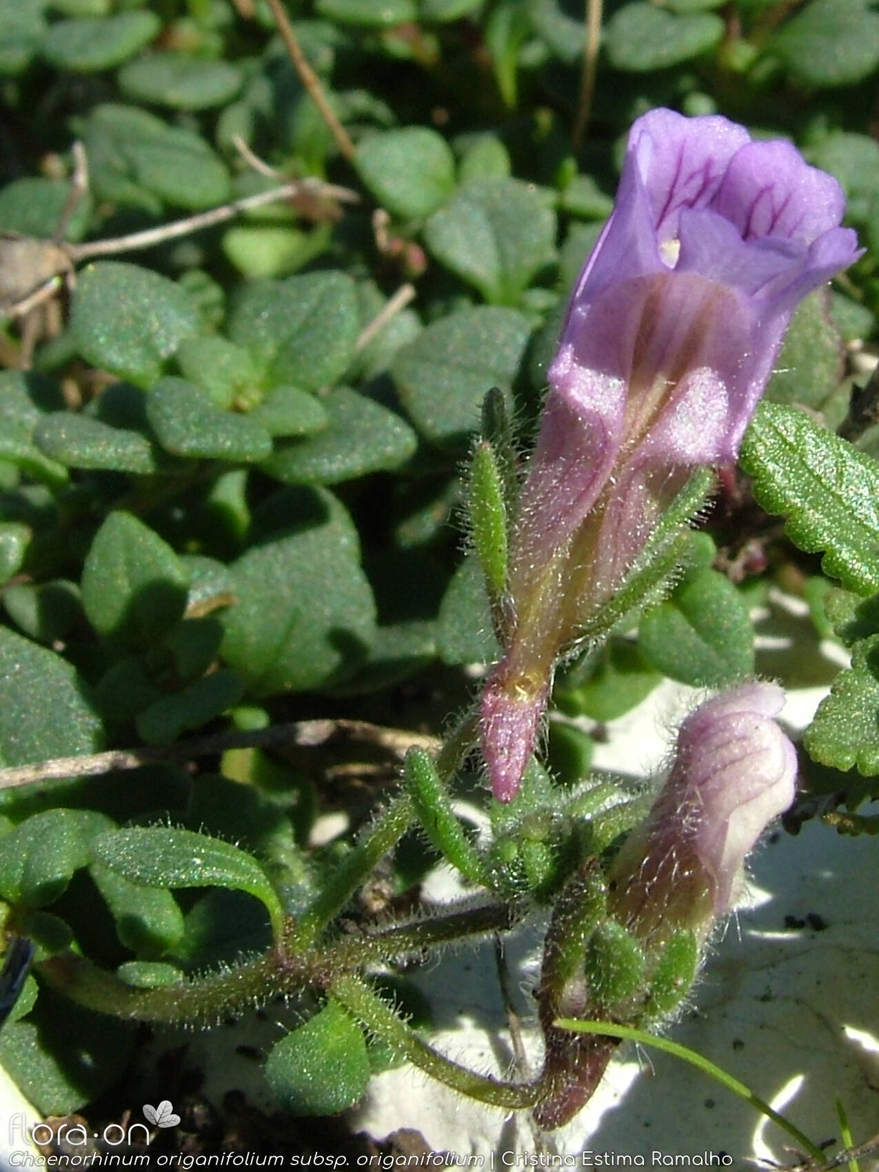 Chaenorhinum origanifolium origanifolium - Flor (geral) | Cristina Estima Ramalho; CC BY-NC 4.0