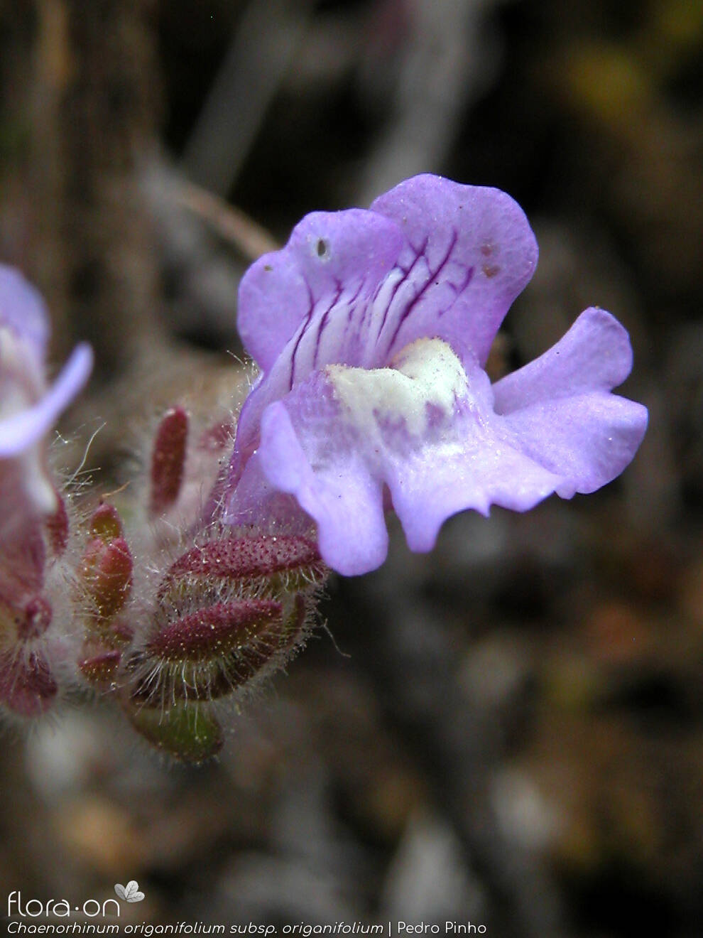 Chaenorhinum origanifolium origanifolium - Flor (close-up) | Pedro Pinho; CC BY-NC 4.0