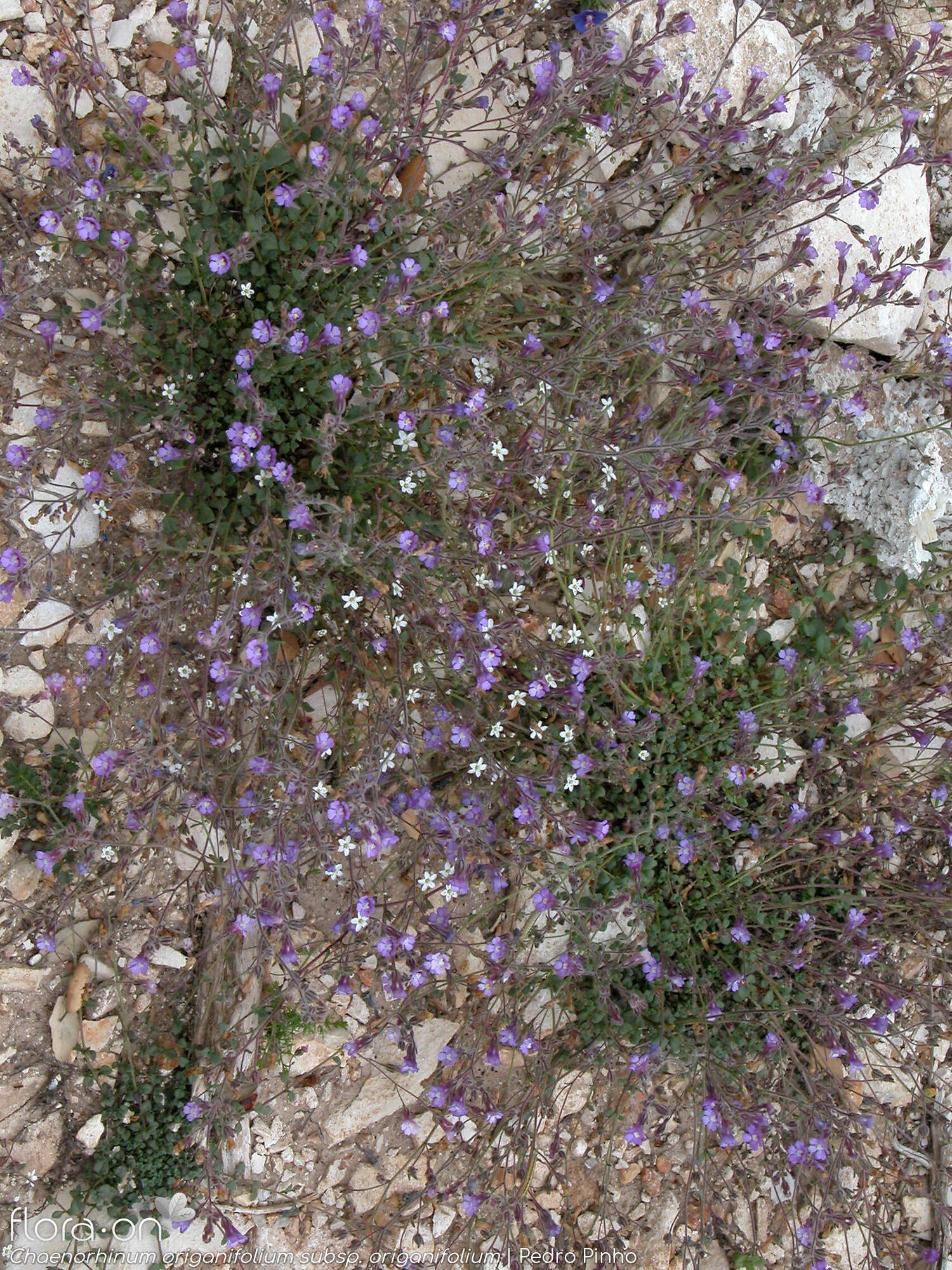 Chaenorhinum origanifolium origanifolium - Hábito | Pedro Pinho; CC BY-NC 4.0