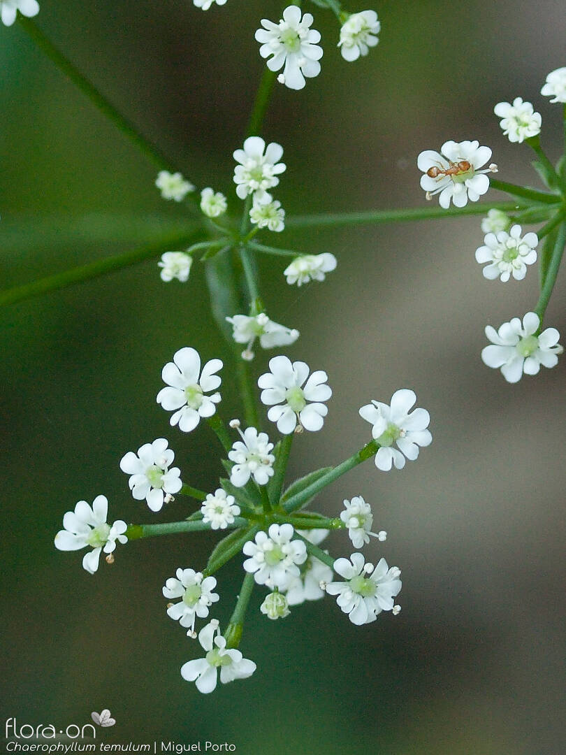 Chaerophyllum temulum - Flor (close-up) | Miguel Porto; CC BY-NC 4.0