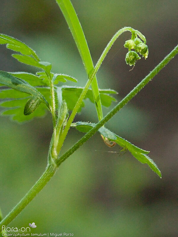 Chaerophyllum temulum - Caule | Miguel Porto; CC BY-NC 4.0
