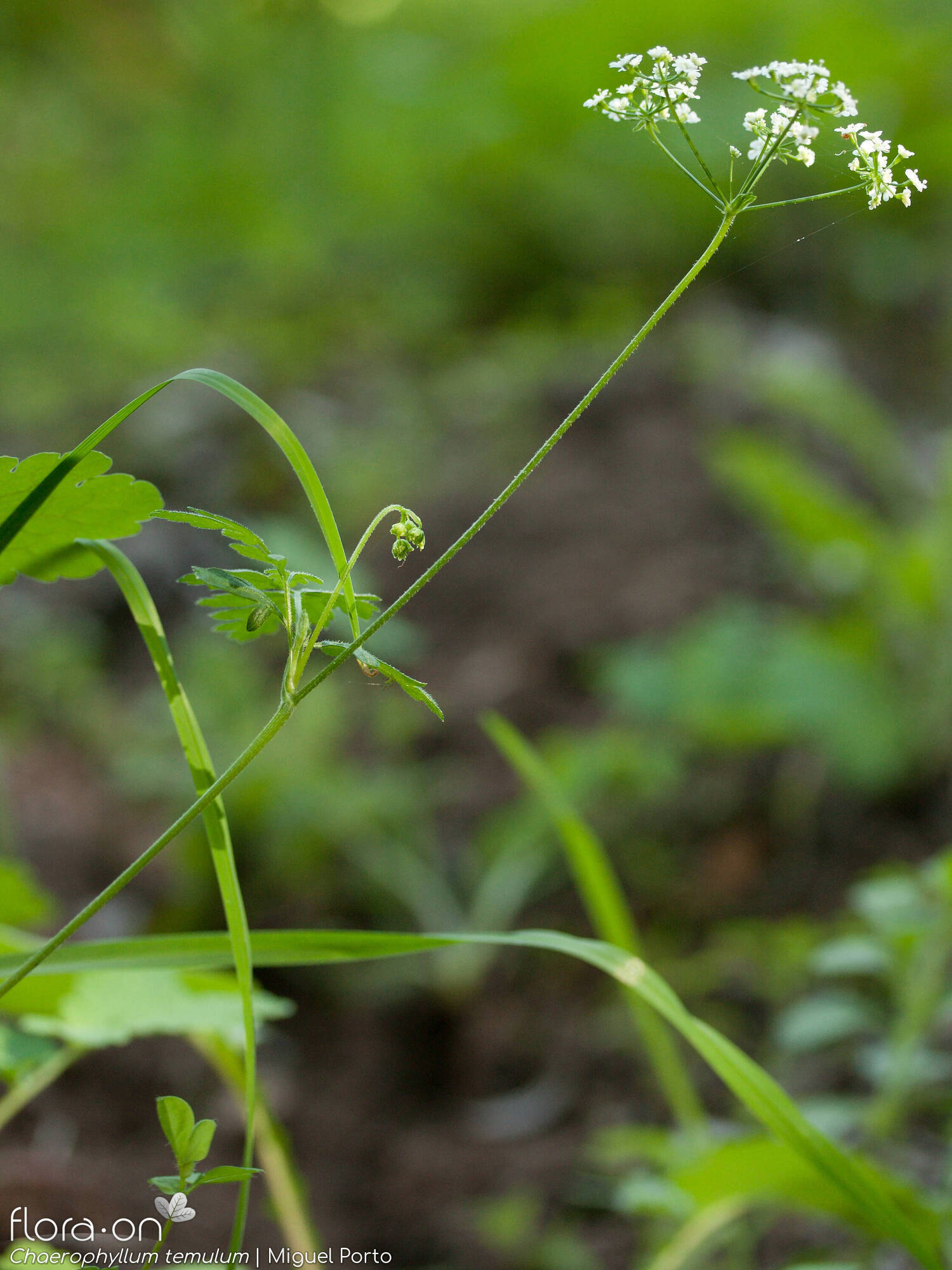 Chaerophyllum temulum - Hábito | Miguel Porto; CC BY-NC 4.0