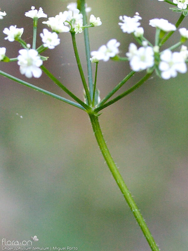 Chaerophyllum temulum - Bráctea | Miguel Porto; CC BY-NC 4.0