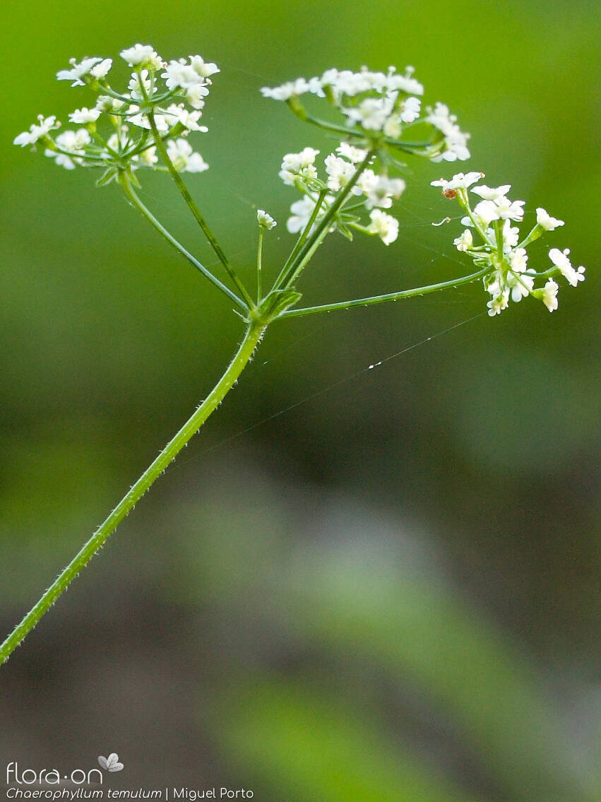 Chaerophyllum temulum - Flor (geral) | Miguel Porto; CC BY-NC 4.0
