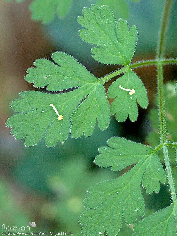 Chaerophyllum temulum - Folha | Miguel Porto; CC BY-NC 4.0