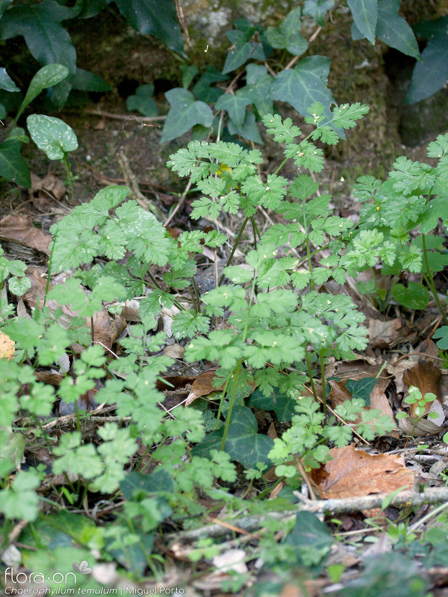 Chaerophyllum temulum - Folha (geral) | Miguel Porto; CC BY-NC 4.0
