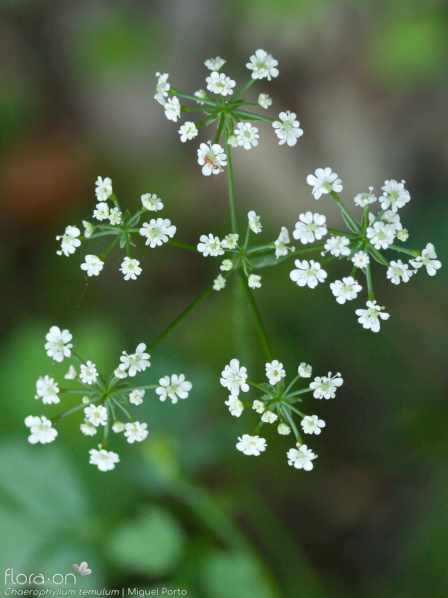 Chaerophyllum temulum - Flor (geral) | Miguel Porto; CC BY-NC 4.0
