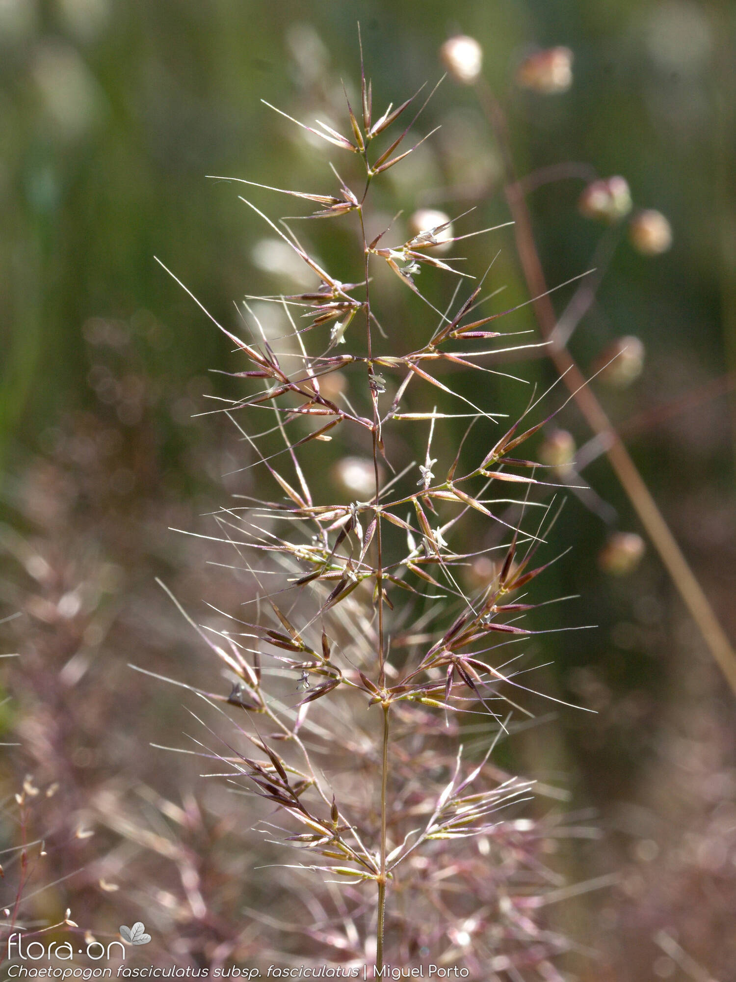 Chaetopogon fasciculatus - Flor (geral) | Miguel Porto; CC BY-NC 4.0