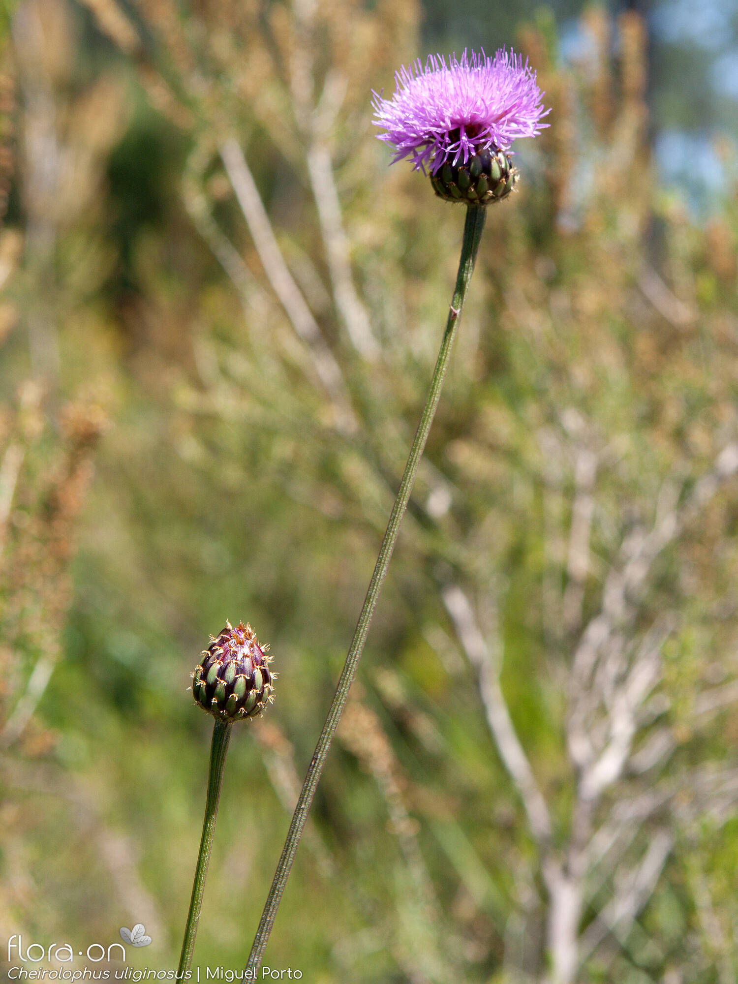 Cheirolophus uliginosus - Flor (geral) | Miguel Porto; CC BY-NC 4.0