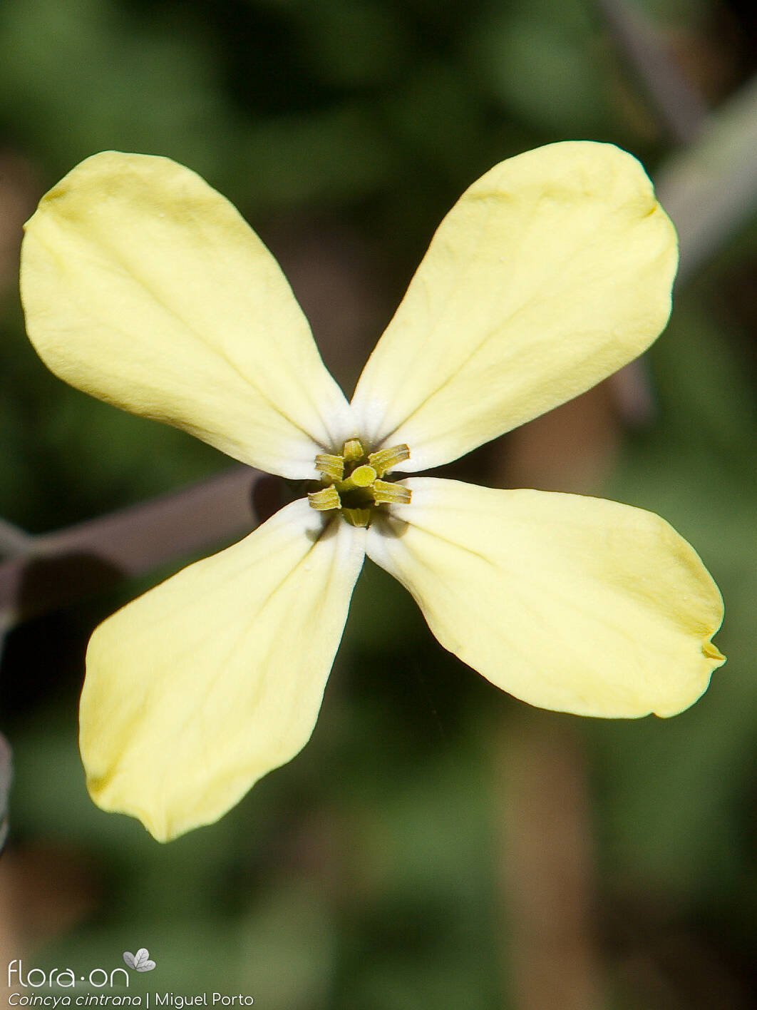 Coincya cintrana - Flor (close-up) | Miguel Porto; CC BY-NC 4.0
