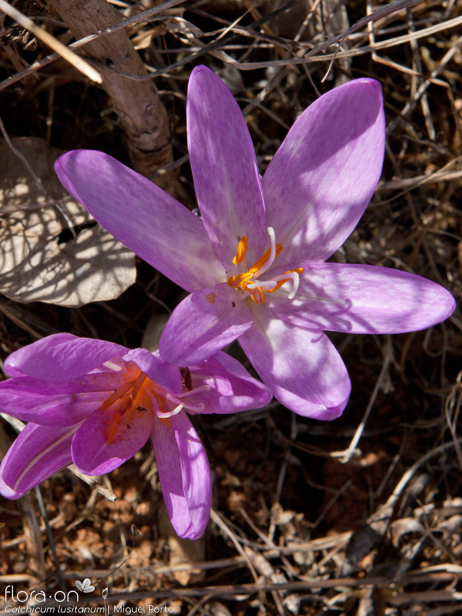 Colchicum lusitanum - Flor (close-up) | Miguel Porto; CC BY-NC 4.0