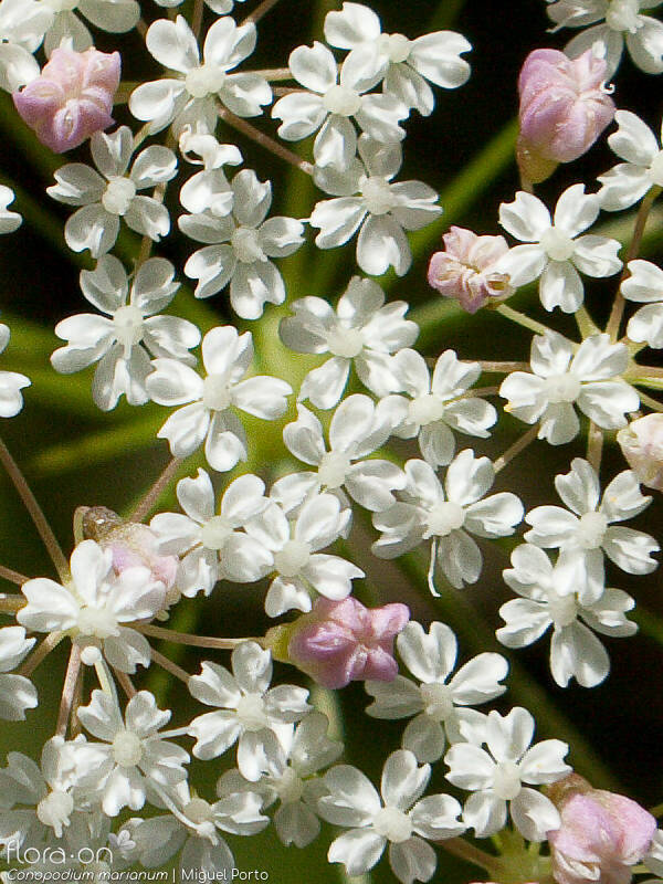 Conopodium marianum - Flor (close-up) | Miguel Porto; CC BY-NC 4.0