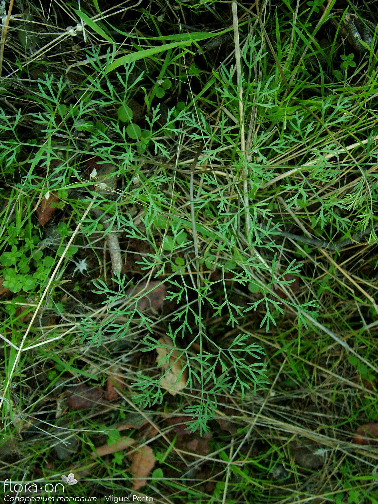 Conopodium marianum - Folha (geral) | Miguel Porto; CC BY-NC 4.0