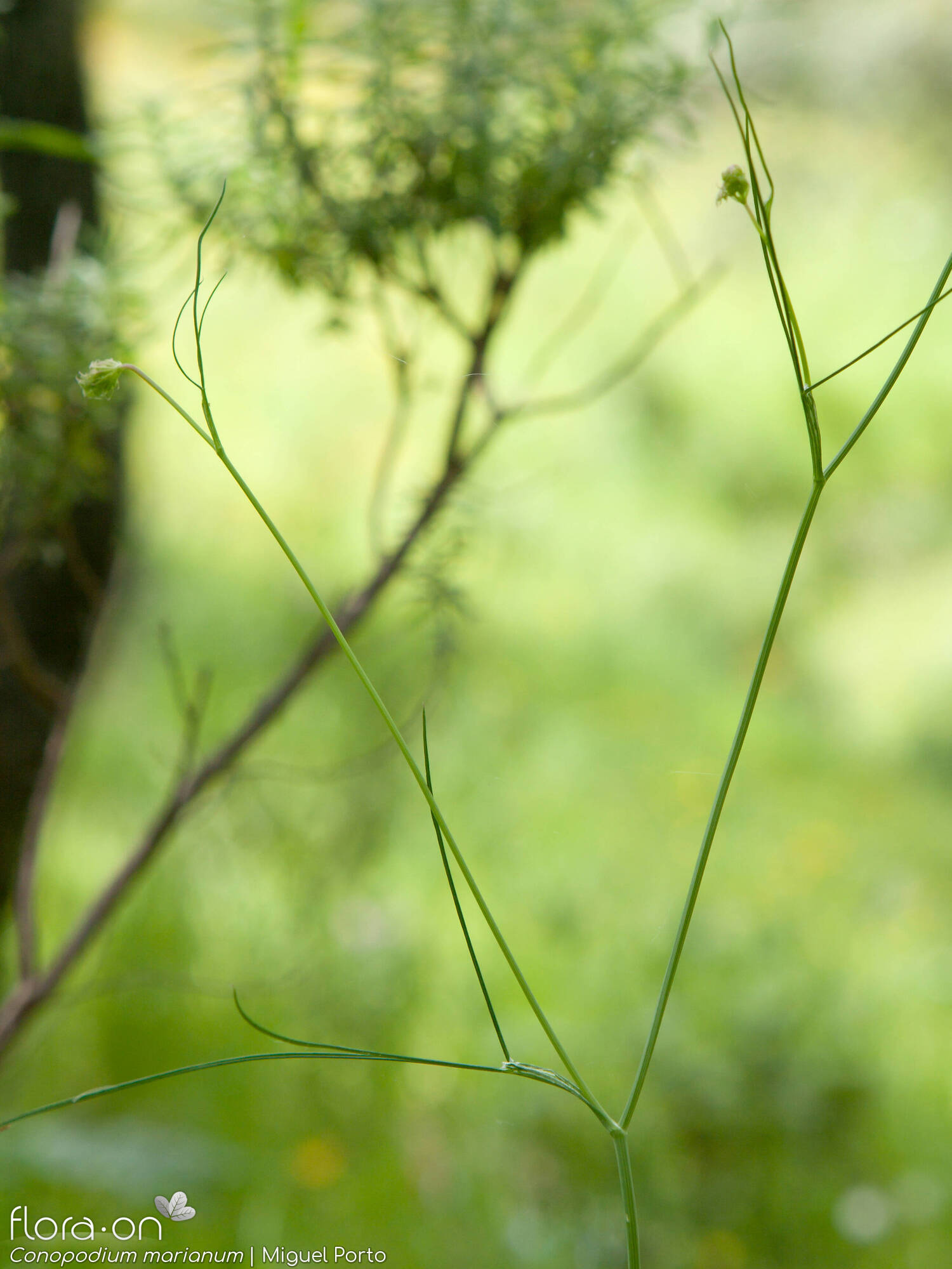 Conopodium marianum - Flor (geral) | Miguel Porto; CC BY-NC 4.0