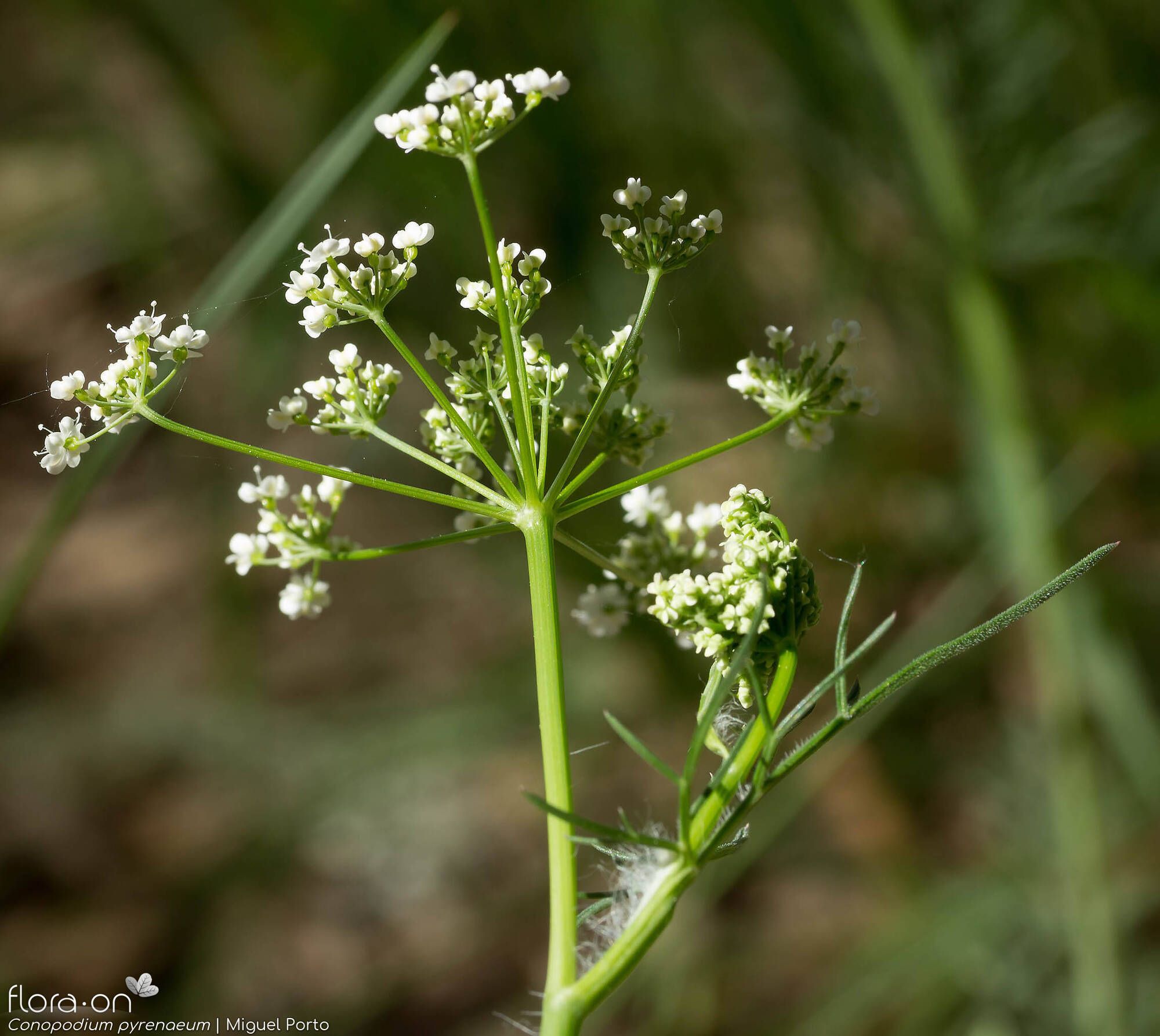 Conopodium pyrenaeum - Flor (geral) | Miguel Porto; CC BY-NC 4.0