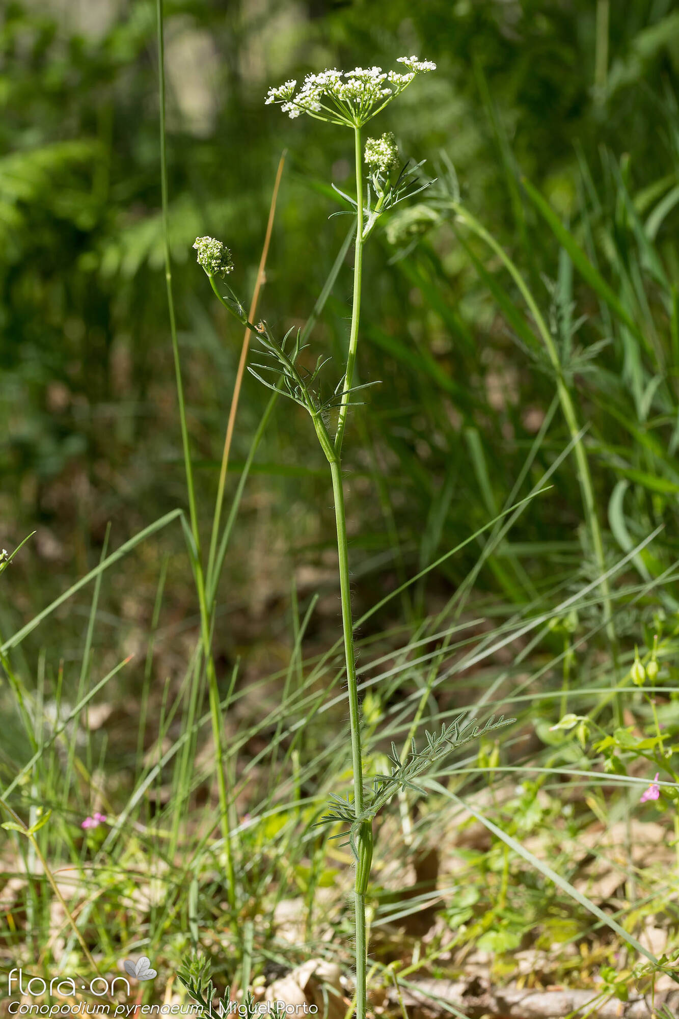 Conopodium pyrenaeum - Hábito | Miguel Porto; CC BY-NC 4.0