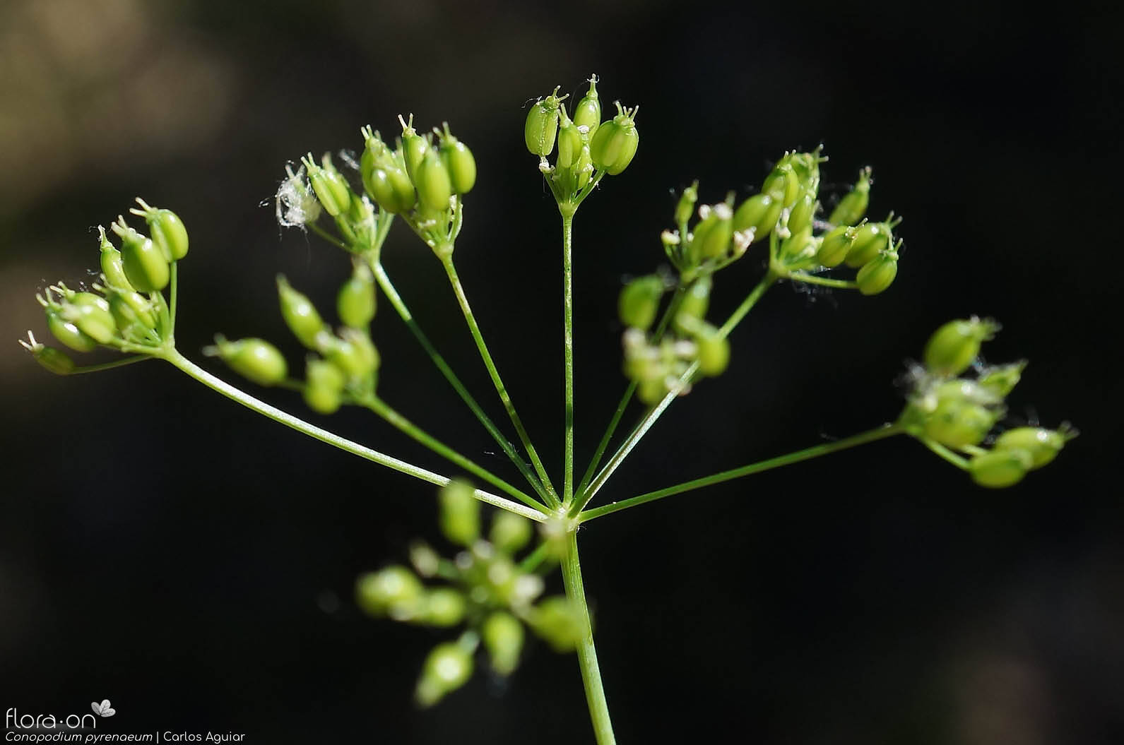 Conopodium pyrenaeum - Fruto | Carlos Aguiar; CC BY-NC 4.0