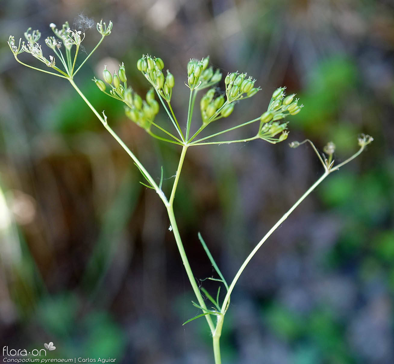Conopodium pyrenaeum - Flor (geral) | Carlos Aguiar; CC BY-NC 4.0