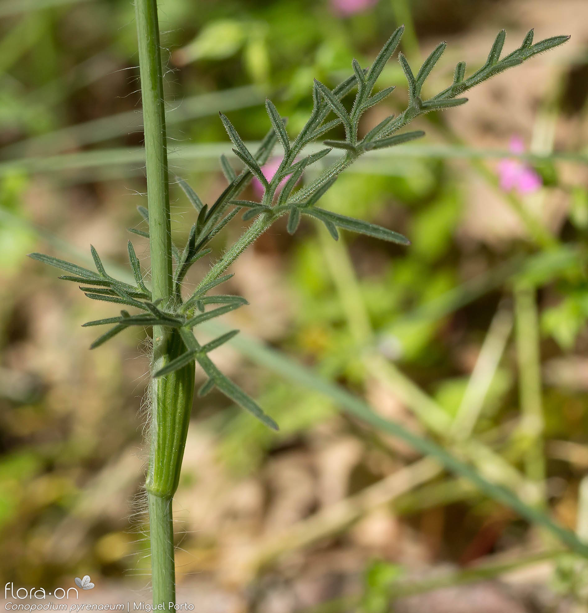 Conopodium pyrenaeum - Folha | Miguel Porto; CC BY-NC 4.0