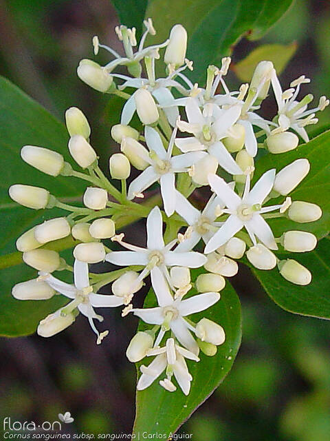 Cornus sanguinea sanguinea - Flor (close-up) | Carlos Aguiar; CC BY-NC 4.0