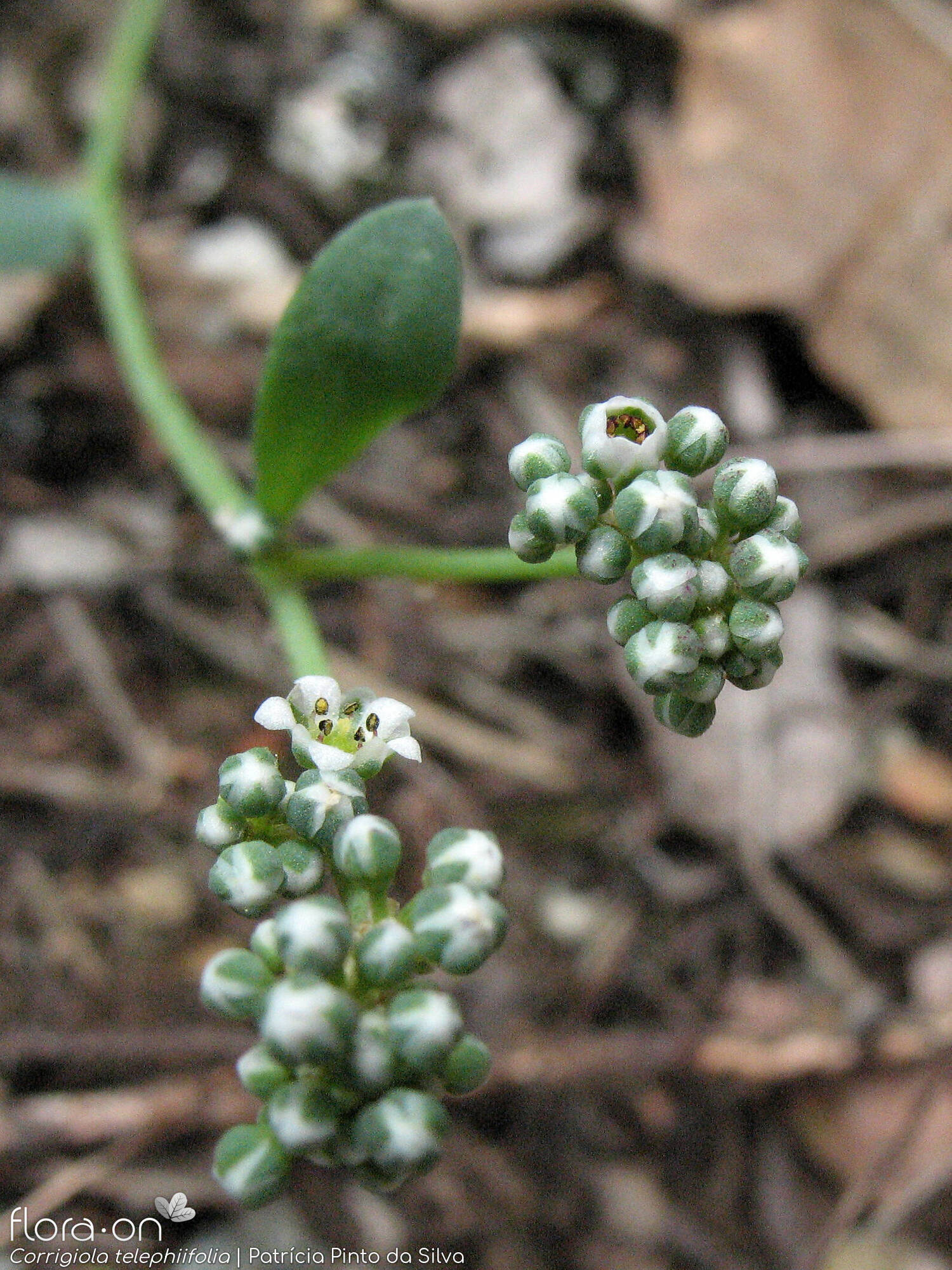 Corrigiola telephiifolia - Flor (geral) | Patrícia Pinto da Silva; CC BY-NC 4.0