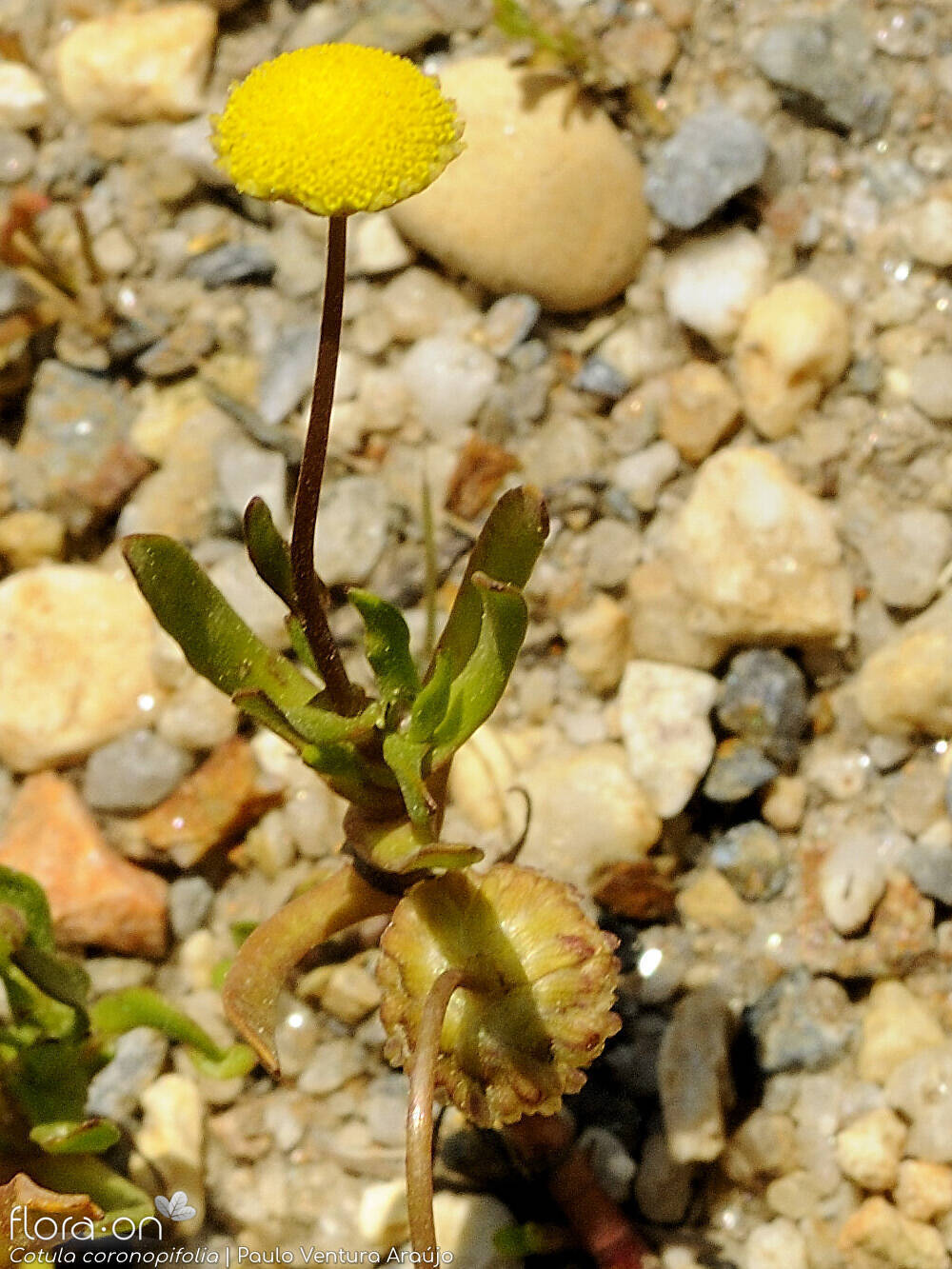 Cotula coronopifolia - Flor (geral) | Paulo Ventura Araújo; CC BY-NC 4.0