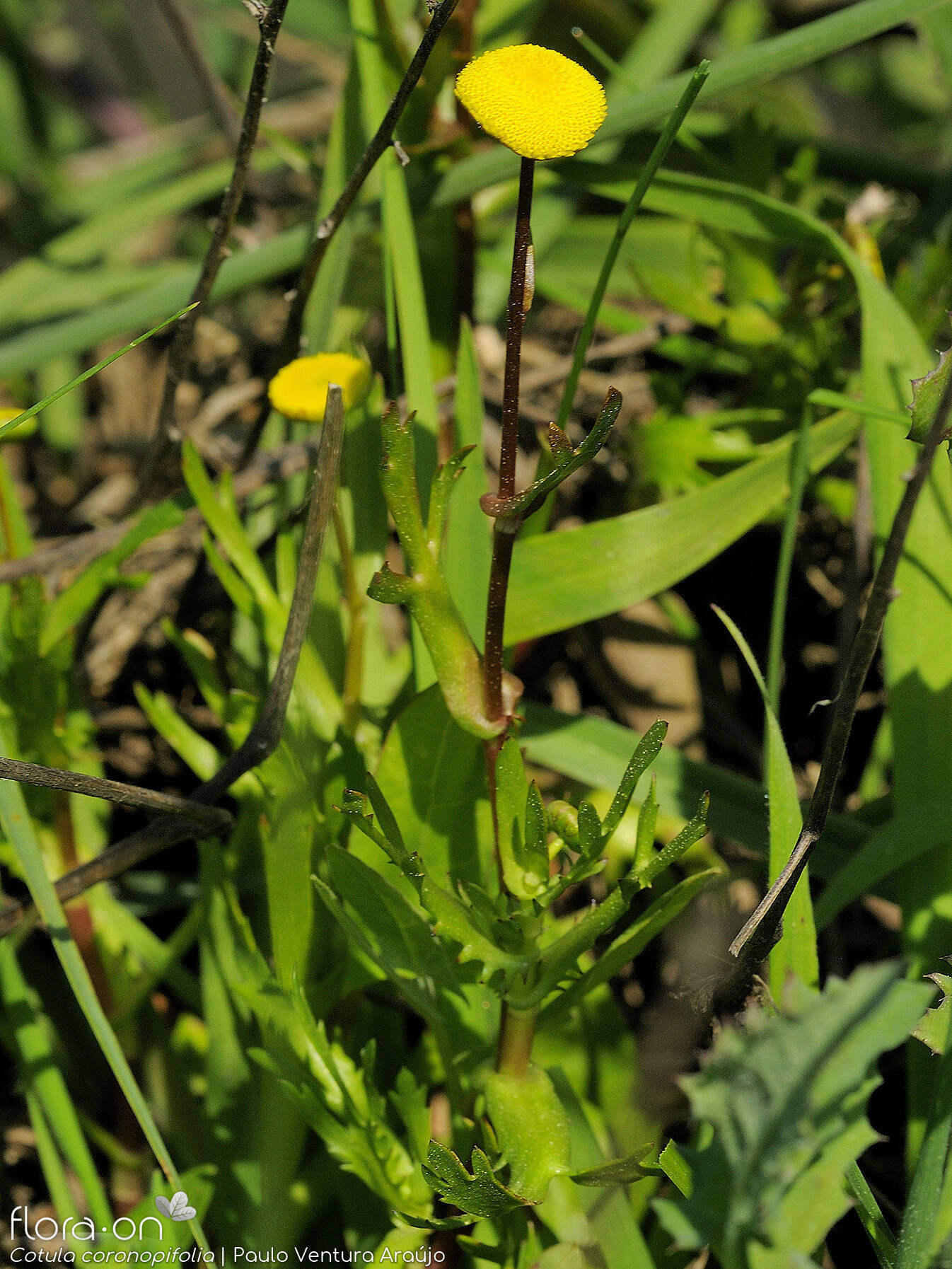Cotula coronopifolia - Flor (geral) | Paulo Ventura Araújo; CC BY-NC 4.0