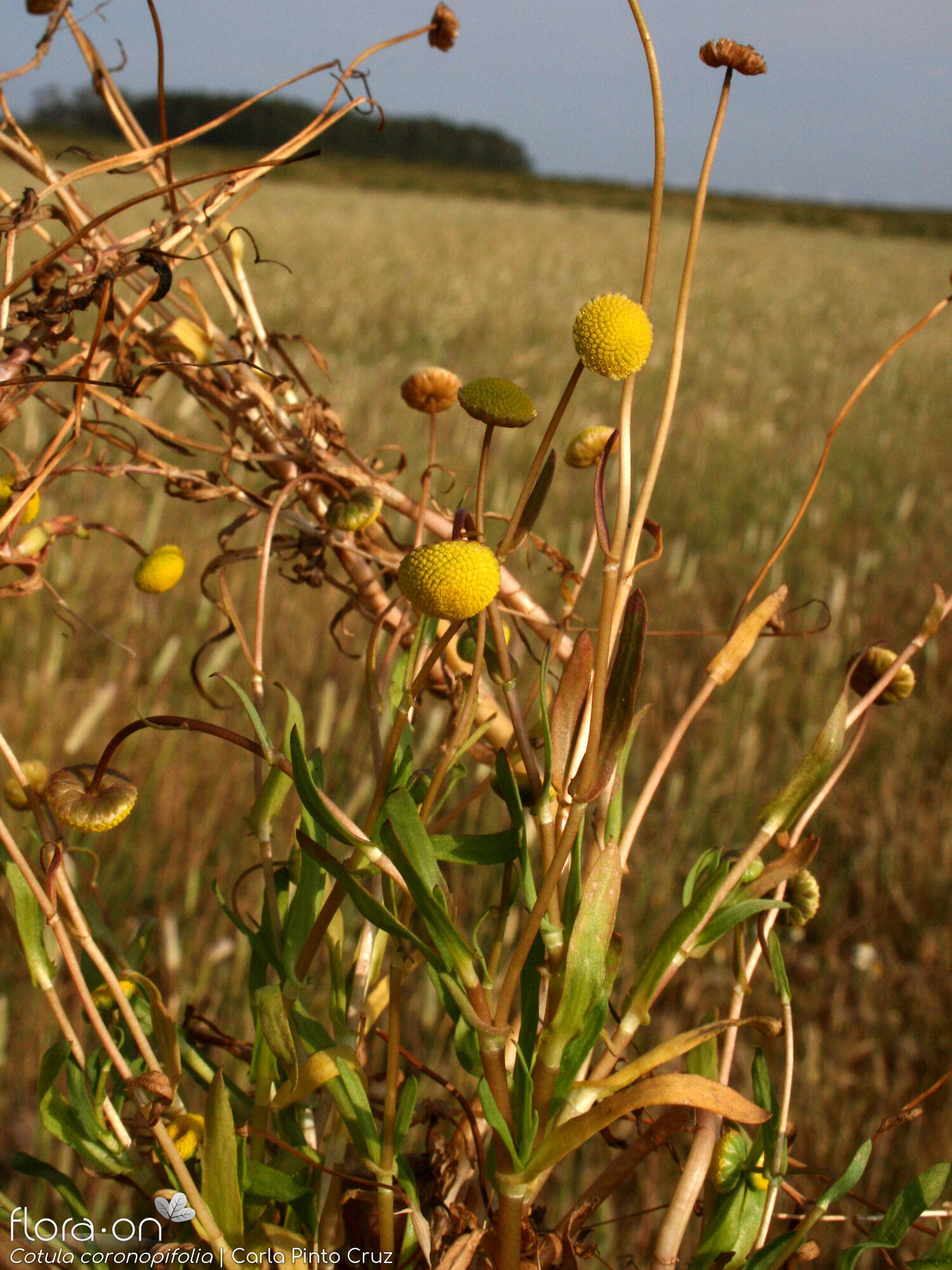 Cotula coronopifolia - Hábito | Carla Pinto Cruz; CC BY-NC 4.0