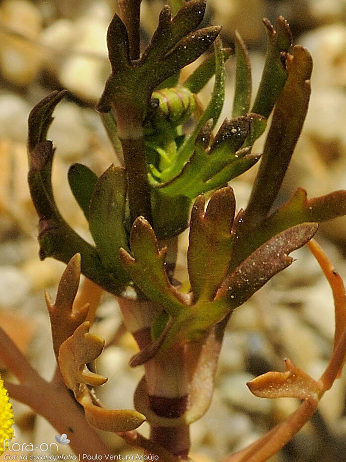 Cotula coronopifolia - Folha | Paulo Ventura Araújo; CC BY-NC 4.0