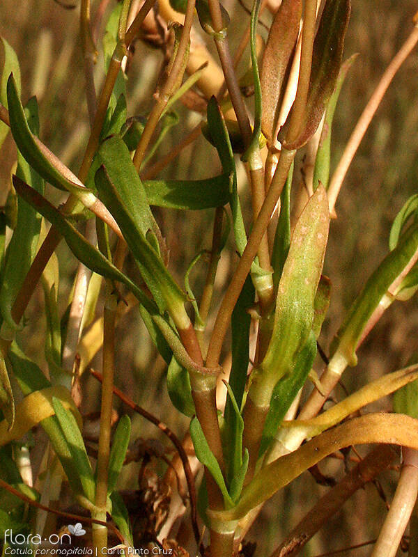 Cotula coronopifolia - Folha (geral) | Carla Pinto Cruz; CC BY-NC 4.0