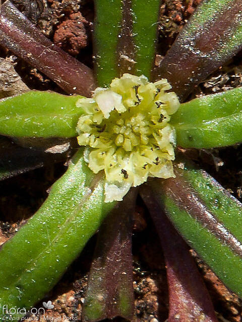 Crepis pusilla - Flor (close-up) | Miguel Porto; CC BY-NC 4.0