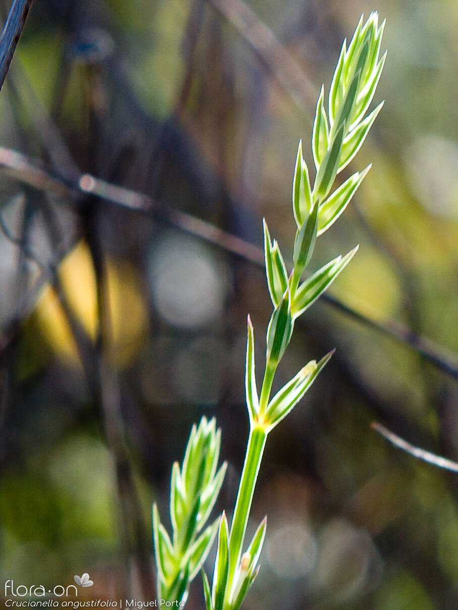 Crucianella angustifolia - Flor (geral) | Miguel Porto; CC BY-NC 4.0