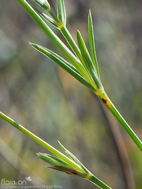 Crucianella angustifolia - Folha | Miguel Porto; CC BY-NC 4.0