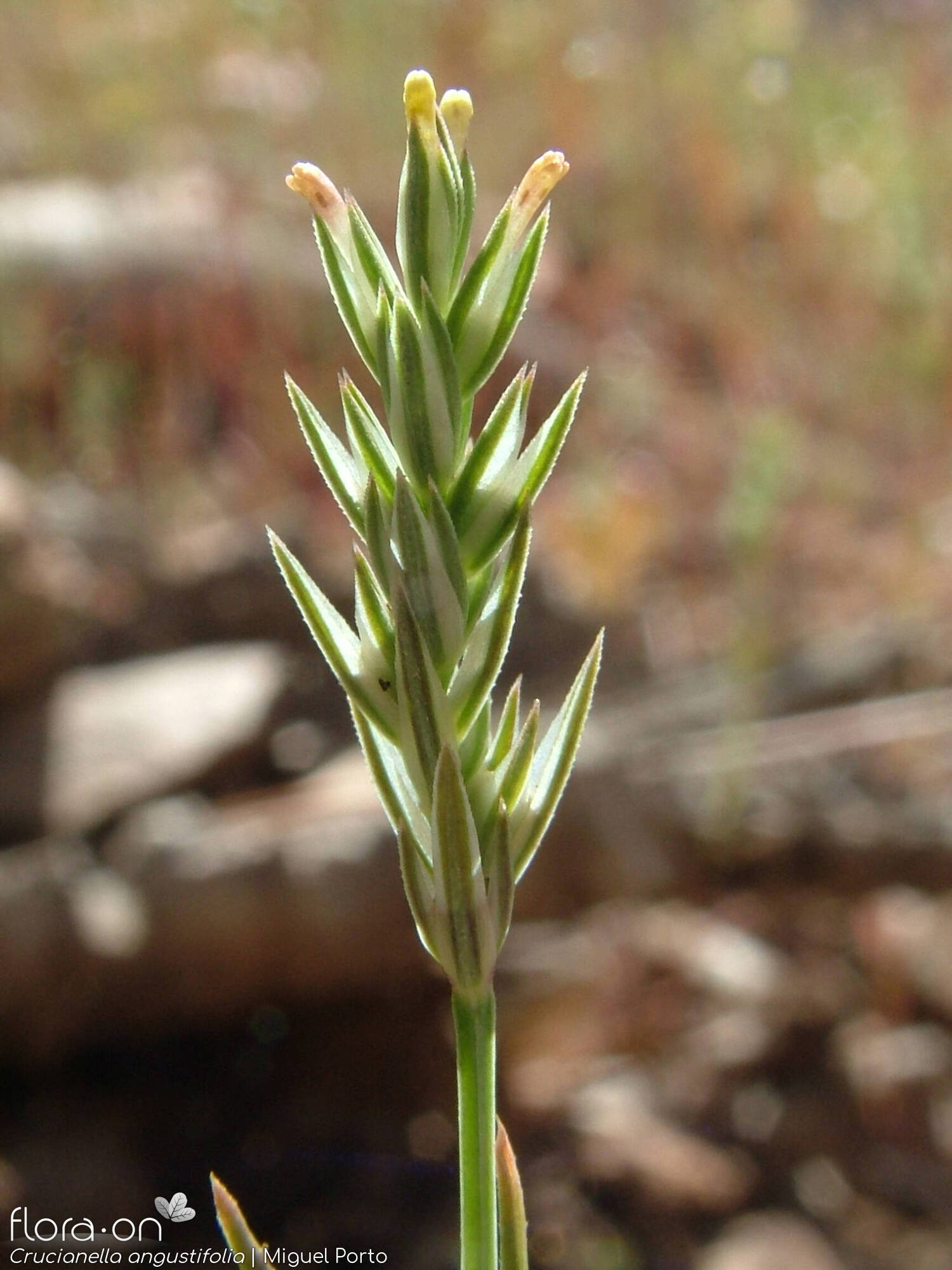 Crucianella angustifolia - Flor (geral) | Miguel Porto; CC BY-NC 4.0