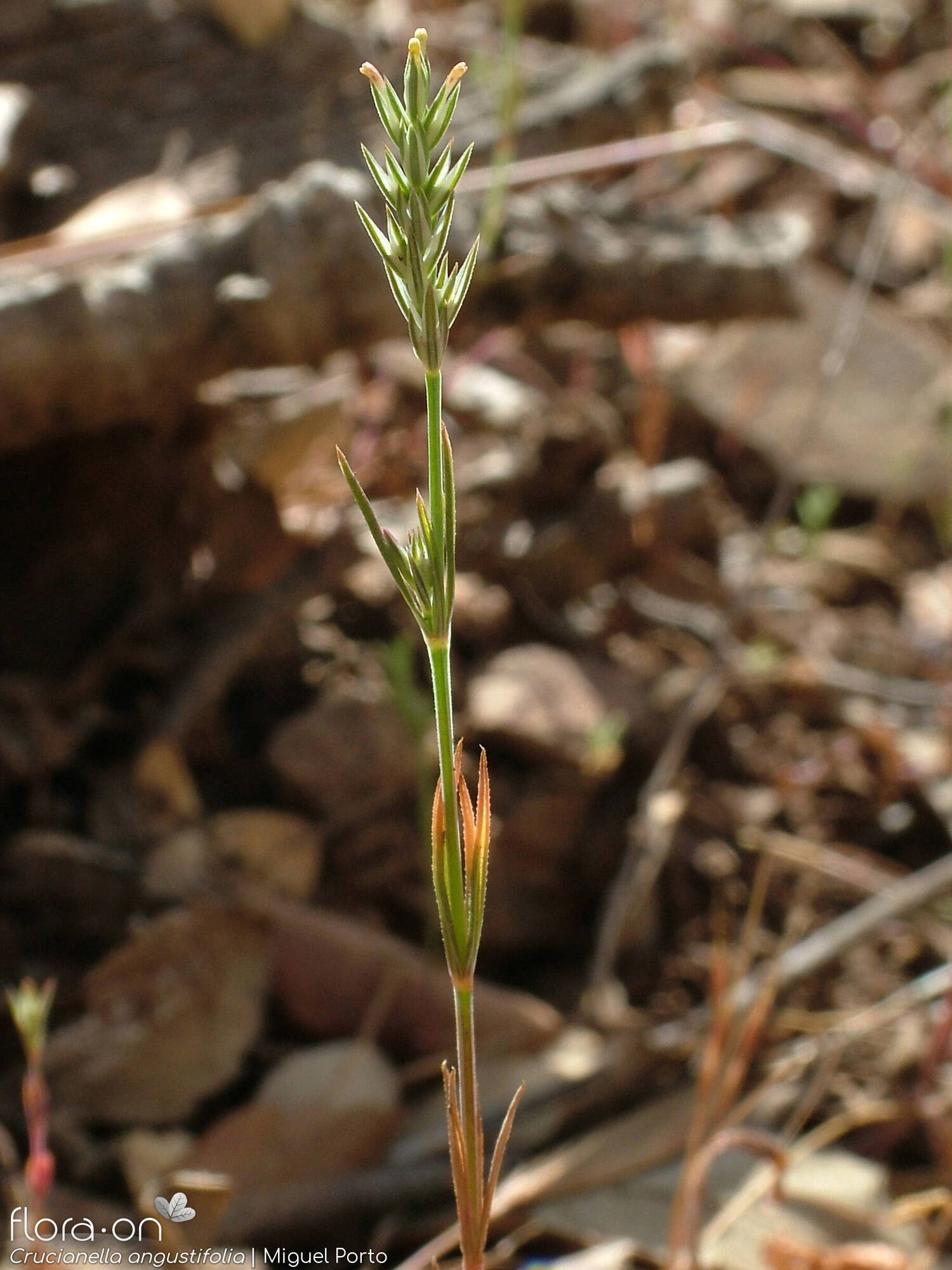 Crucianella angustifolia - Hábito | Miguel Porto; CC BY-NC 4.0