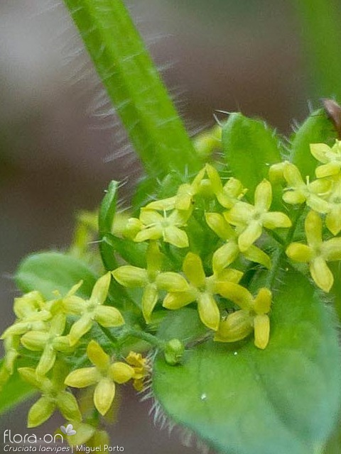 Cruciata laevipes - Flor (close-up) | Miguel Porto; CC BY-NC 4.0