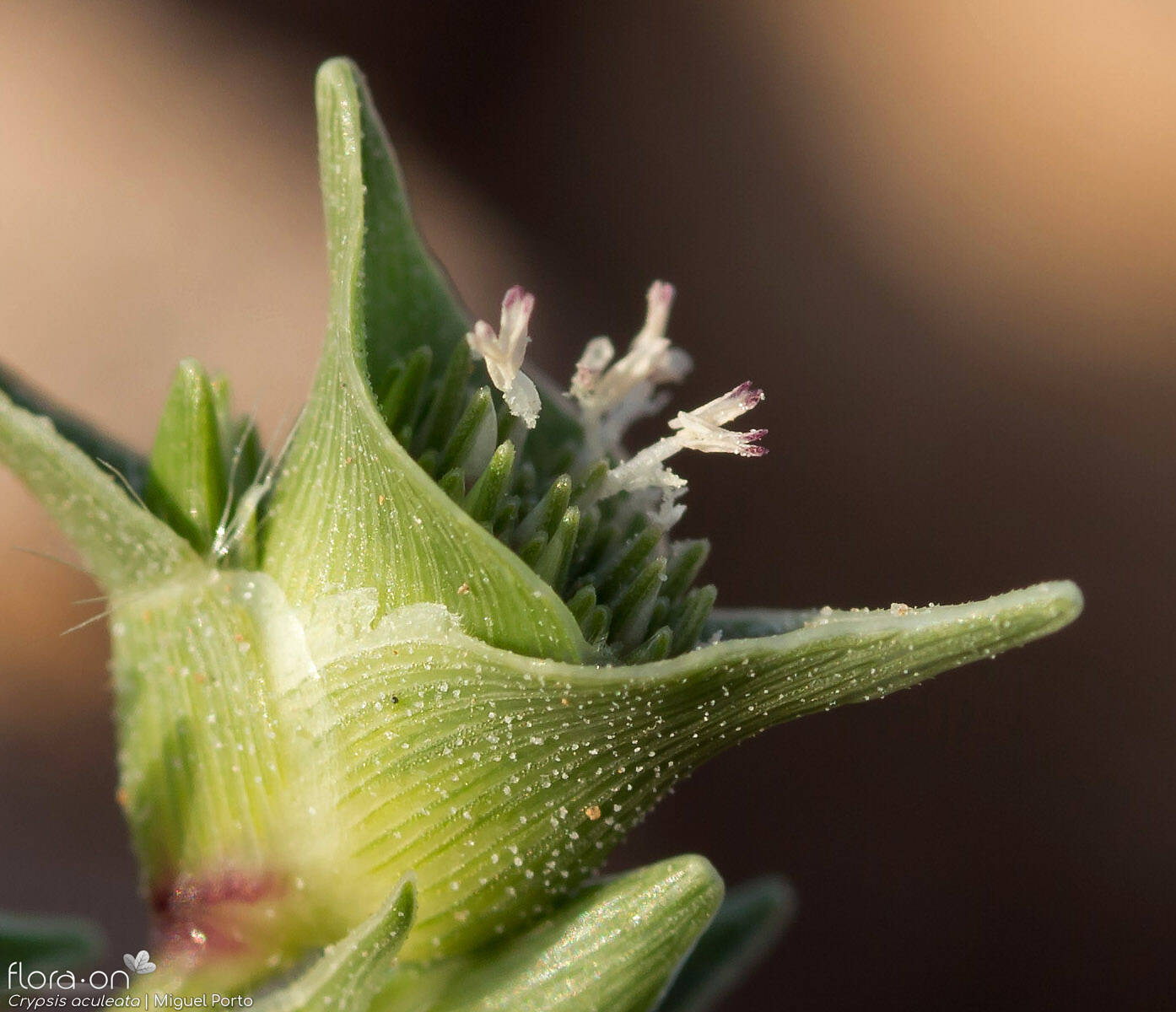 Crypsis aculeata - Flor (close-up) | Miguel Porto; CC BY-NC 4.0